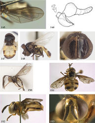 Figures 145–153. 145–146 Masarygus palmipalpus male (holotype): 145 wing 146 genitalia lateral 147–149 Masarygus spec. 1 male (Brazil, coll. USNM): 147 habitus dorsal 148 habitus lateral 149 head frontal 150 Masarygus spec. 2 male (Brazil, coll. USNM), habitus lateral 151–153 Menidon falcatus male (Costa Rica, coll. ZMAN): 151 habitus dorsal 152 habitus lateral 153 head frontal.