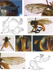 Figures 154–162. 154–155 Menidon falcatus male (Costa Rica, coll. ZMAN): 154 antenna 155 wing 156 Menidon falcatus male (Costa Rica, coll M. Hauser), genitalia lateral 157–162 Mermerizon inbio male (holotype): 157 habitus lateral 158 habitus dorsal 159 head frontal 160 head lateral 161 wing 162 genitalia lateral.