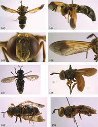 Figures 163–170. 163–166 Metadon achterbergi female (holotype) 163 habitus dorsal 164 habitus lateral 165 head frontal 166 wing 167–168 Metadon, habitus: 167 Metadon bifasciatus (Japan, coll. RMNH) 168 Metadon inermis (holotype) 169–170 Metadon wulpii female (Borneo, coll. RMNH): 169 habitus dorsal 170 habitus lateral.
