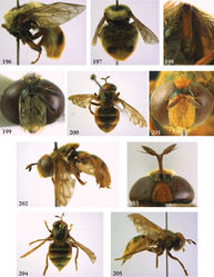 Figures 196–205. 196–199 Microdon (Microdon) hauseri male (holotype): 196 habitus lateral 197 abdomen dorsal 198 hind femur, frontal 199 head frontal 200–203 Microdon (Microdon) mandarinus male (holotype): 200 habitus dorsal 201 head frontal 202 habitus lateral 203 head dorsal. 204–205 Microdon (Microdon) mandarinus female (paratype): 204 habitus dorsal 205 habitus lateral.