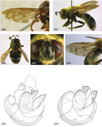 Figure 206–212. 206 Microdon (Microdon) mandarinus male (holotype), wing 207–210 Microdon (Microdon) yunnanensis male (holotype) 207 habitus lateral 208 habitus dorsal 209 head frontal 210 wing 211–212 Microdon (Microdon), male genitalia: 211 Microdon mutabilis (Belarus, coll. M. Reemer) 212 Microdon hauseri (holotype).