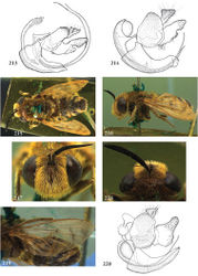 Figures 213–220. 213–214 Microdon (Microdon), male genitalia: 213 Microdon mandarinus (holotype) 214 Microdon yunnanensis (holotype) 215–220 Microdon (Myiacerapis) villosus male (holotype): 215 habitus dorsal 216 habitus lateral 217 head frontal 218 head dorsal 219 wing 220 genitalia lateral.