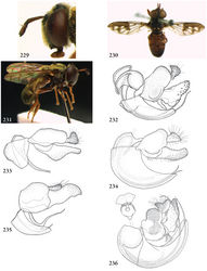Figure 229–236. 229 Microdon (virgo-group) rufiventris (Surinam, coll. RMNH), head lateral 230–231 Microdon (s.l.), male, habitus: 230 Microdon pictipennis (Australia, coll. MNHN) 231 Microdon tsara (holotype) 232–236 Microdon (s.l.), male genitalia: 232 Microdon craigheadi (USA, Georgia, coll. RMNH) 233 Microdon erythros (Congo, coll. RMNH) 234 Microdon bertonii (Brazil, coll. RMNH) 235 Microdon tarsalis (holotype) 236 Microdon rufiventris (Surinam, coll. RMNH).