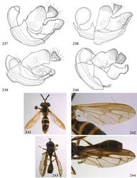 Figures 237–244. 237–240 Microdon (s.l.), male genitalia: 237 Microdon carbonarius (holotype) 238 Microdon pictipennis (Australia, coll. W. van Steenis) 239 Microdon tsara (holotype) 240 Microdon waterhousei (Australia, coll. M. Hauser) 241–242 Mixogaster breviventris male (USA, coll. RMNH): 241 habitus dorsal 242 wing 242–244 Mixogaster thecla male (Brazil, coll. J.T. Smit): 243 habitus dorsal 244 wing.