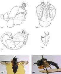 Figures 245–250. 245–246 Mixogaster breviventris male (USA, coll. RMNH), genitalia: 245 lateral 246 ventral. Figure 247. Mixogaster thecla male (Brazil, coll. J.T. Smit), genitalia lateral 248 Mixogaster spec. nov. male (Colombia, coll. RMNH), aedeagus ventral 249–250 Oligeriops dimorphon female (Australia, coll. BMNH): 249 habitus dorsal 250 habitus lateral.