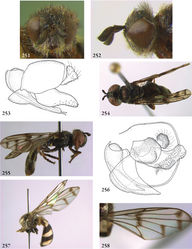 Figures 251–259. 251–252 Oligeriops iridomyrmex female (syntype): 251 head frontal 252 head lateral 253 Oligeriops dimorphon male (Australia, coll. USNM), genitalia lateral 254–255 Omegasyrphus pallipennis male (USA, California, coll. RMNH) 254 habitus dorsal 255 habitus lateral 256 Omegasyrphus coarctatus male (USA, Virginia, coll. RMNH), genitalia lateral. 257–258 Paragodon paragoides female (Costa Rica, coll. RMNH): 257 habitus lateral 258 wing.