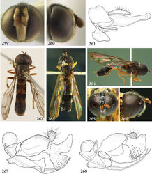 Figures 259–268. 259–260 Paragodon paragoides female (Costa Rica, coll. RMNH) 259 head frontal 260 head lateral 261 Paragodon paragoides male (Panama, coll. SEMC), genitalia lateral. 262 Paramicrodon flukei male (holotype), habitus dorsal. Photo: American Museum of Natural History 263–266 Paramicrodon toxopei male (holotype): 263 habitus dorsal 264 habitus lateral 265 head frontal 266 head lateral 267–268 Paramicrodon, male genitalia: 267 Paramicrodon cf. flukei (Peru, coll. RMNH) 268 Microdon toxopei (holotype).