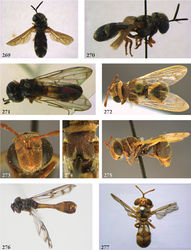 Figures 269–278. 269–270 Paramixogaster acantholepidis male (holotype): 269 habitus dorsal 270 habitus lateral 271 Paramixogaster luxor male (holotype), habitus dorsal 272–275 Paramixogaster piptotus female (holotype): 272 habitus dorsal 273 head frontal 274 thorax dorsal 275 habitus lateral 276–277 Paramixogaster, habitus dorsal: 276 Paramixogaster omeanus male (holotype) 277 Paramixogaster vespiformis female (syntype).