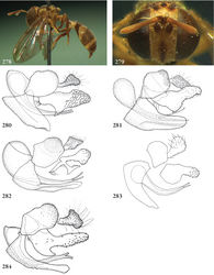 Figures 278–284. 278–279 Paramixogaster vespiformis female (syntype): 278 habitus lateral 279 head frontal 280–284 Paramixogaster, male genitalia: 280 Paramixogaster acantholepidis (holotype) 281 Paramixogaster illucens (holotype) 282 Paramixogaster luxor (holotype) 283 Paramixogaster omeanus (Australia, coll. USNM) 284 Paramixogaster cf. vespiformis (Vietnam, coll. RMNH).