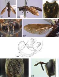Figures 285–292. 285–289 Parocyptamus sonamii male (syntype, except 290 Thailand, coll. RMNH): 285 habitus dorsal 286 habitus lateral 287 tergite 2 dorsal 288 head frontal 289 wing 290 Parocyptamus stenogaster male (holotype), genitalia lateral 291–292 Peradon bidens male (Surinam, coll. RMNH): 291 face frontal 292 head lateral.