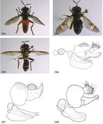 Figure 293–298. 293 Peradon bidens (Surinam, coll. RMNH), habitus dorsal 294 Peradon flavofascium female (Surinam, coll. RMNH), habitus dorsal 295 Peradon trivittatum male (Surinam, coll. RMNH), habitus dorsal 296–298 Peradon, male genitalia lateral: 296 Peradon bidens (Surinam, coll. RMNH) 296 Peradon flavofascium (holotype) 298 Peradon trivittatum (Surinam, coll. RMNH).