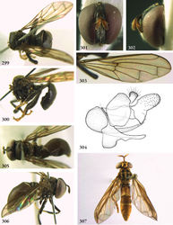 Figures 299–307. 299–304 Piruwa phaecada male (holotype): 299 habitus dorsal 300 habitus lateral 301 head frontal 302 head lateral 303 wing 304 genitalia lateral 305–306 Piruwa phaecada female (paratype) 305 habitus dorsal 306 habitus lateral 307 Pseudomicrodon polistoides female (holotype), habitus dorsal.