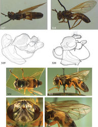 Figures 317–324. 317–319 Pseudomicrodon biluminiferus male (holotype): 317 habitus dorsal 318 habitus lateral 319 genitalia lateral 320 Pseudomicrodon smiti male (holotype), genitalia lateral 321–324 Ptilobactrum neavei male (holotype): 321 habitus dorsal 322 habitus lateral 323 head frontal 324 wing.