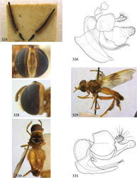 Figures 325–331. 325–326 Ptilobactrum neavei male (holotype): 325 antennae 326 genitalia lateral 327–328 Rhoga sepulchrasilva male (Brazil, coll. USNM): 327 head frontal 328 head lateral 329–330 Rhoga mellea male (holotype): 329 habitus lateral 330 habitus dorsal 331 Rhoga sepulchrasilva male (Brazil, coll. USNM), genitalia lateral.