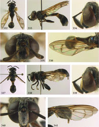 Figures 332–341. 332–336 Rhopalosyrphus ecuadoriensis male (holotype): 332 habitus dorsal 333 habitus lateral 334 head lateral 335 head frontal 336 wing 337–341 Rhopalosyrphus robustus female (holotype) 337 habitus dorsal 338 habitus lateral 339 head lateral 340 head frontal 341 wing.