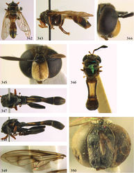 Figures 342–350. 342–345 Rhopalosyrphus (s.l.) abnormoides male (holotype): 342 habitus dorsal 343 habitus lateral 344 head lateral 345 head frontal 346 Rhopalosyrphus (s.l.) cerioides male (holotype), habitus dorsal 347–350 Rhopalosyrphus (s.l.) oreokawensis male (holotype): 347 habitus dorsal 348 habitus lateral 349 wing 350 head frontal.