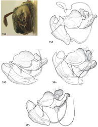 Figure 351–355. 351 Rhopalosyrphus (s.l.) oreokawensis male (holotype), head lateral 352–355 Rhopalosyrphus, male genitalia: 352 Rhopalosyrphus ecuadoriensis 353 Rhopalosyrphus abnormoides 354 Rhopalosyrphus cerioides 355 Rhopalosyrphus oreokawensis.