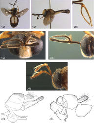Figures 356–363. 356–360 Schizoceratomyia barretoi male (Surinam, coll. RMNH): 356 habitus dorsal 357 habitus lateral 358 antenna 359 head frontal 360 head lateral 361 Schizoceratomyia barretoi female (Brazil, coll. RMNH), head lateral 362 Schizoceratomyia barretoi male (Surinam, coll. RMNH), genitalia lateral 363 Schizoceratomyia flavipes male (Surinam, coll. RMNH), genitalia lateral.
