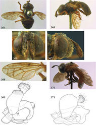 Figures 364–371. 364–369 Serichlamys rufipes male (holotype): 364 habitus dorsal 365 habitus lateral 366 head frontal 367 head lateral 368 wing 369 genitalia lateral 370–371 Serichlamys scutifer (USA, Texas, coll. RMNH): 370 habitus lateral 371 genitalia lateral.