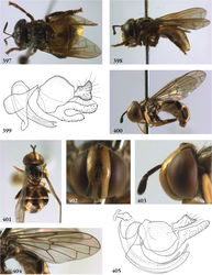 Figures 397–405. 397–399 Sulcodon sulcatus female (Indonesia, Java, coll. RMNH): 397 habitus dorsal 398 habitus lateral 399 genitalia lateral 400–404 Surimyia rolanderi female (Surinam, coll. RMNH): 400 habitus lateral 401 habitus dorsal 402 head frontal 403 head lateral 404 wing 405 Surimyia rolanderi male (holotype), genitalia lateral.