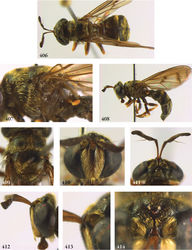 Figures 406–414. 406–411 Thompsodon conspicillifrons female (holotype): 406 habitus dorsal 407 thorax lateral 408 habitus lateral 409 thorax dorsal 410 head frontal 411 head dorsal 412–414 Thompsodon conspicillifrons female (holotype): 412 head lateral 413 frons lateral 414 frons frontal.