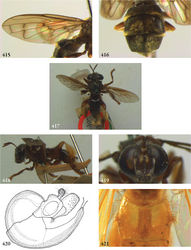 Figures 415–421. 415–416 Thompsodon conspicillifrons female (holotype): 415 wing 416 abdomen dorsal 417–420 Ubristes flavitibia male (holotype) 417 habitus dorsal 418 habitus lateral 419 head frontal 420 genitalia lateral 421Ubristes spec. female (Brazil, coll. USNM), tergite 2 dorsal.