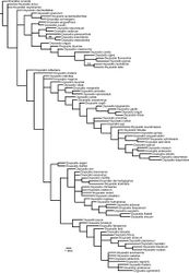 Figure 1. Strict consensus phylogram of four most parsimonious trees for Indo-Malayan and Palearctic species of Oxyscelio using TNT New Technology with Implied Weighting. Search with set initial level = 95, best score = 16.98. Bootstrap support values above 50% indicated above branches, found using TNT new technology search (set initial level = 95).