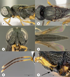 Figures 2–7. Oxyscelio aclavae sp. n., paratype female (OSUC 352476) 2 Head and mesosoma, lateral view. Paratype female (OSUC 335830) 3 Head and mesosoma, dorsal view. Paratype female (OSUC 247834) 4 Head, anterior view. Paratype female (OSUC 369083) 5 Metasoma, dorsal view. Paratype female (OSUC 257059) 6 Antennae 7 Ventral frons, oblique view; arrow indicates oblique flange. Morphbank24