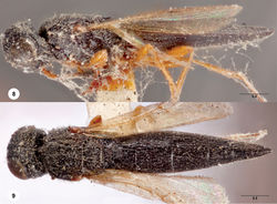 Figures 8–9. Oxyscelio acutiventris (Kieffer), holotype female (Museum Paris EY0000003996) 8 Body, lateral view 9 Body, dorsal view. Morphbank25