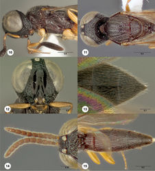 Figures 10–15. Oxyscelio amrichae sp. n., paratype female (OSUC 247855) 10 Head and mesosoma, lateral view 11 Head and mesosoma, dorsal view. Paratype female (OSUC 240927) 12 Head, anterior view. Paratype female (ROMEnt Spec. No. 112240) 13 Metasomal apex, dorsal view. Paratype male (OSUC 228746) 14 Antenna 15 Metasoma, dorsal view. Morphbank26