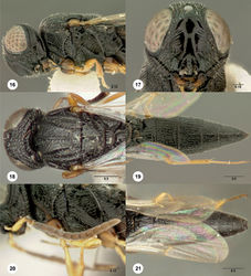 Figures 16–21. Oxyscelio anguli sp. n., paratype female (OSUC 268128) 16 Head and mesosoma, lateral view 17 Head, anterior view.Paratype female (OSUC 268142) 18 Head and mesosoma, dorsal view. Paratype female (OSUC 268130) 19 Metasoma, dorsal view. Paratype male (OSUC 268279) 20 Antenna 21 Metasoma, dorsal view. Morphbank27