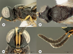 Figures 22–25. Oxyscelio angustifrons sp. n., holotype female (OSUC 247962) 22 Head and mesosoma, lateral view 23 Head and mesosoma, dorsal view 24 Head, anterior view. Paratype male (OSUC 247847) 25 Antenna. Morphbank28