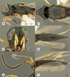 Figures 26–31. Oxyscelio angustinubbin sp. n., holotype female (OSUC 58667) 26 Head and mesosoma, lateral view 27 Head and mesosoma, dorsal view 28 Head, anterior view 29 Metasoma, dorsal view. Paratype male (OSUC 369233) 30 Antenna 31 Metasoma, dorsal view. Morphbank29