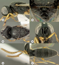 Figures 32–37. Oxyscelio arcus sp. n., paratype female (OSUC 368627) 32 Head and mesosoma, lateral view 33 Propodeum, posterior view. Paratype female (OSUC 285223) 34 Head and mesosoma, dorsal view. Paratype female (OSUC 369077) 35 Head, anterior view. Paratype male (OSUC 254743) 36 Antenna 37 Metasoma, dorsal view. Morphbank30