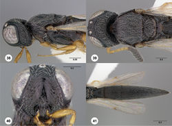 Figures 38–41. Oxyscelio arvi sp. n., paratype female (OSUC 368988) 38 Head and mesosoma, lateral view 39 Head and mesosoma, dorsal view 40 Head, anterior view 41 Metasoma, dorsal view. Morphbank31