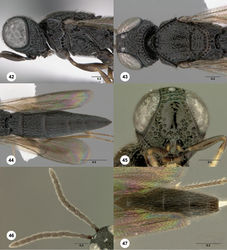 Figures 42–47. Oxyscelio asperi sp. n., holotype female (OSUC 368934) 42 Head and mesosoma, lateral view 43 Head and mesosoma, dorsal view 44 Metasoma, dorsal view. Paratype female (OSUC 368924) 45 Head, anterior view. Paratype male (OSUC 368933) 46 Antenna 47 Metasoma, dorsal view. Morphbank32