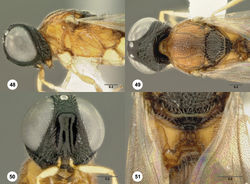 Figures 48–51. Oxyscelio aureamediocritas sp. n., holotype female (OSUC 280518) 48 Head and mesosoma, lateral view 49 Head and mesosoma, dorsal view 50 Head, anterior view 51 Propodeum, posterior view. Morphbank33