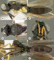 Figures 56–61. Oxyscelio brevidentis sp. n., paratype female (OSUC 317861) 56 Head and mesosoma, lateral view 57 Metasoma, dorsal view. Paratype female (OSUC 352487) 58 Head and mesosoma, dorsal view. Paratype female (OSUC 257385) 59 Head, anterior view Paratype male (OSUC 352455) 60 Antenna. Paratype male (OSUC 247910) 61 Metasoma, dorsal view. Morphbank35