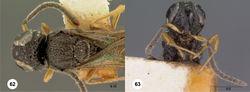 Figures 62–63. Oxyscelio brevinervis sp. n., neotype male (OSUC 268270) 62 Head and mesosoma, dorsal view 63 Head, anterior view. Morphbank36