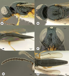 Figures 64–69. Oxyscelio caesitas sp. n., holotype female (ANIC Database no. 32 021000) 64 Head and mesosoma, lateral view 65 Head and mesosoma, dorsal view 66 Metasoma, dorsal view.Paratype female (OSUC 442266) 67 Head, anterior view. Paratype male (OSUC 442269) 68 Antenna 69 Metasoma, dorsal view. Morphbank37