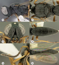 Figures 70–75. Oxyscelio capilli sp. n., paratype female (OSUC 368951) 70 Head and mesosoma, lateral view 71 Mesosoma, dorsal view 72 Head, anterior view 73 Metasoma, dorsal view. Paratype male (OSUC 58670) 74 Antenna 75 Metasoma, dorsal view. Morphbank38