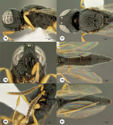 Figures 76–81. Oxyscelio capitis sp. n., holotype female (OSUC 335910) 76 Head and mesosoma, lateral view 77 Head and mesosoma, dorsal view 78 Head, anterior view. Paratype female (OSUC 335922) 79 Metasoma, dorsal view. Paratype male (OSUC 247958) 80 Antenna 81 Metasoma, dorsal view. Morphbank39