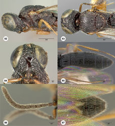 Figures 82–87. Oxyscelio carinatus (Kieffer), holotype female (USNM Type No. 70472) 82 Head and mesosoma, lateral view 83 Head and mesosoma, dorsal view 84 Head, anterior view. Female (OSUC 369057) 85 Metasoma, dorsal view. Male (ROMEnt Spec. No. 112220) 86 Antenna 87 Metasoma, dorsal view. Morphbank40