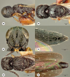 Figures 88–93. Oxyscelio cavinetrion sp. n., paratype female (OSUC 268262) 88 Head and mesosoma, lateral view 89 Head and mesosoma, dorsal view. Holotype female (OSUC 268260) 90 Head, anterior view 91 Metasoma, dorsal view. Paratype male (OSUC 268271) 92 Mesosoma, dorsal view 93 Metasomal apex, dorsal view. Morphbank41