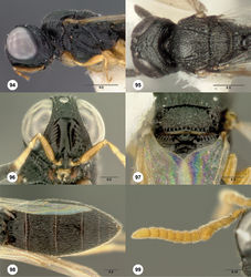 Figures 94–99. Oxyscelio ceylonensis (Dodd), female (OSUC 268172) 94 Head and mesosoma, lateral view 95 Head and mesosoma, dorsal view. Female (OSUC 369091) 96 Head, anterior view. Female (OSUC 268174) 97 Propodeum, posterior view. Female (OSUC 369174) 98 Metasoma, dorsal view. Male (OSUC 369134) 99 Antenna. Morphbank42