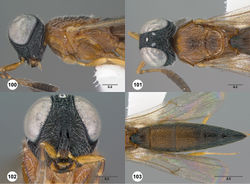 Figures 100–103. Oxyscelio chimaerae sp. n., holotype female (OSUC 369320) 100 Head and mesosoma, lateral view 101 Head and mesosoma, dorsal view 102 Head, anterior view 103 Metasoma, dorsal view. Morphbank43