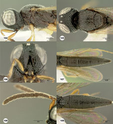 Figures 104–109. Oxyscelio codae sp. n., paratype female (OSUC 369292) 104 Head and mesosoma, lateral view 105 Head and mesosoma, dorsal view. Paratype female (OSUC 369286) 106 Head, anterior view. Paratype female (OSUC 369293) 107 Metasoma, dorsal view. Paratype male (OSUC 369284) 108 Antenna. Paratype male (OSUC 369259) 109 Metasoma, dorsal view. Morphbank44