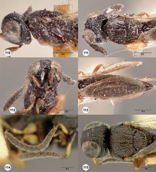 Figures 110–115. Oxyscelio consobrinus (Kieffer), holotype female (Museum Paris EY0000003995) 110 Head and mesosoma, lateral view 111 Head and mesosoma, dorsal view 112 Head, anterior view 113 Metasoma, dorsal view. Paratype male (OSUC 268233) 114 Antennae 115 Mesosoma, dorsal view. Morphbank45