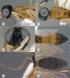 Figures 116–121. Oxyscelio convergens sp. n., holotype female (OSUC 368789) 116 Head and mesosoma, lateral view 117 Head and mesosoma, dorsal view 118 Head, anterior view 119 Metasoma, dorsal view. Paratype male (OSUC 368781) 120 Antenna 121 Metasoma, dorsal view. Morphbank46