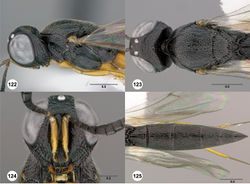 Figures 122–125. Oxyscelio cordis sp. n., holotype female (OSUC 368750) 122 Head and mesosoma, lateral view 123 Head and mesosoma, dorsal view 124 Head, anterior view 125 Metasoma, dorsal view. Morphbank47